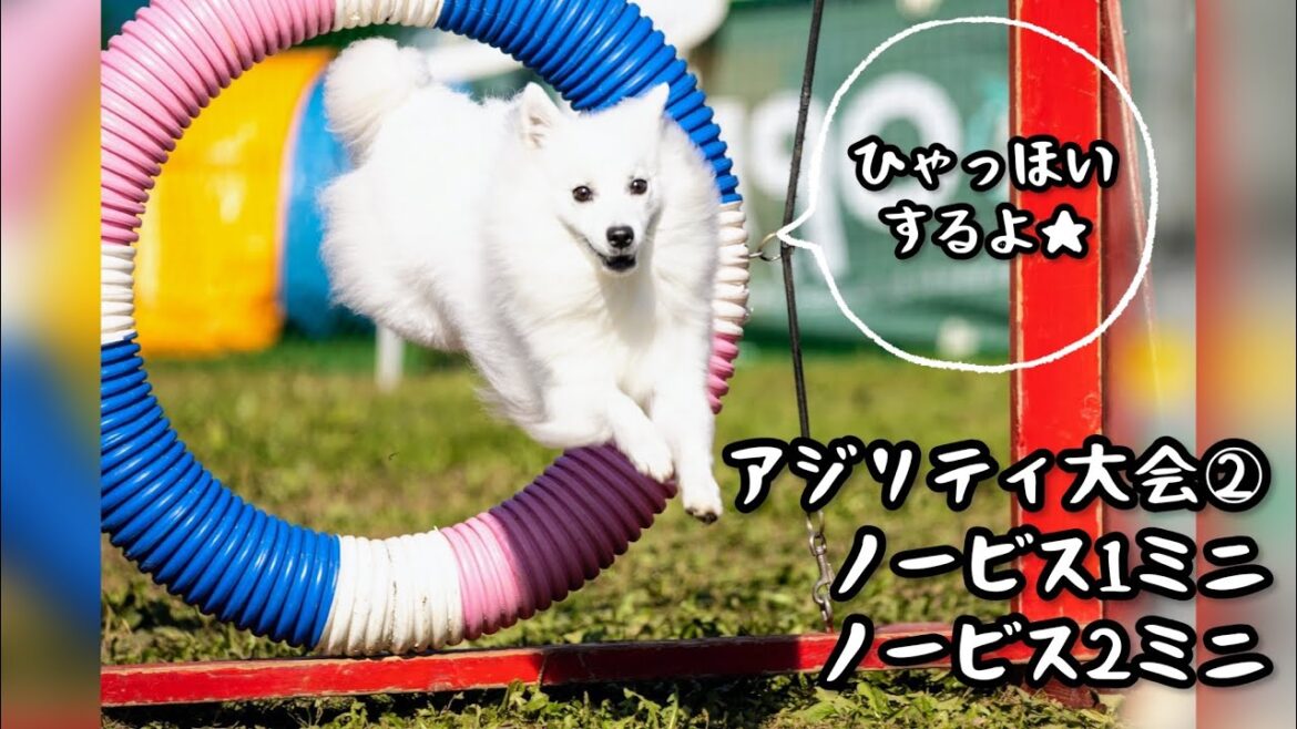 【アジリティ大会】初めてのノービス2【日本スピッツ☆もち】