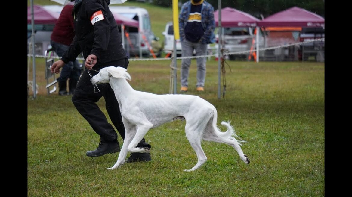 サルーキ　ぽぽ！初めてのドッグショー♪（Saluki）