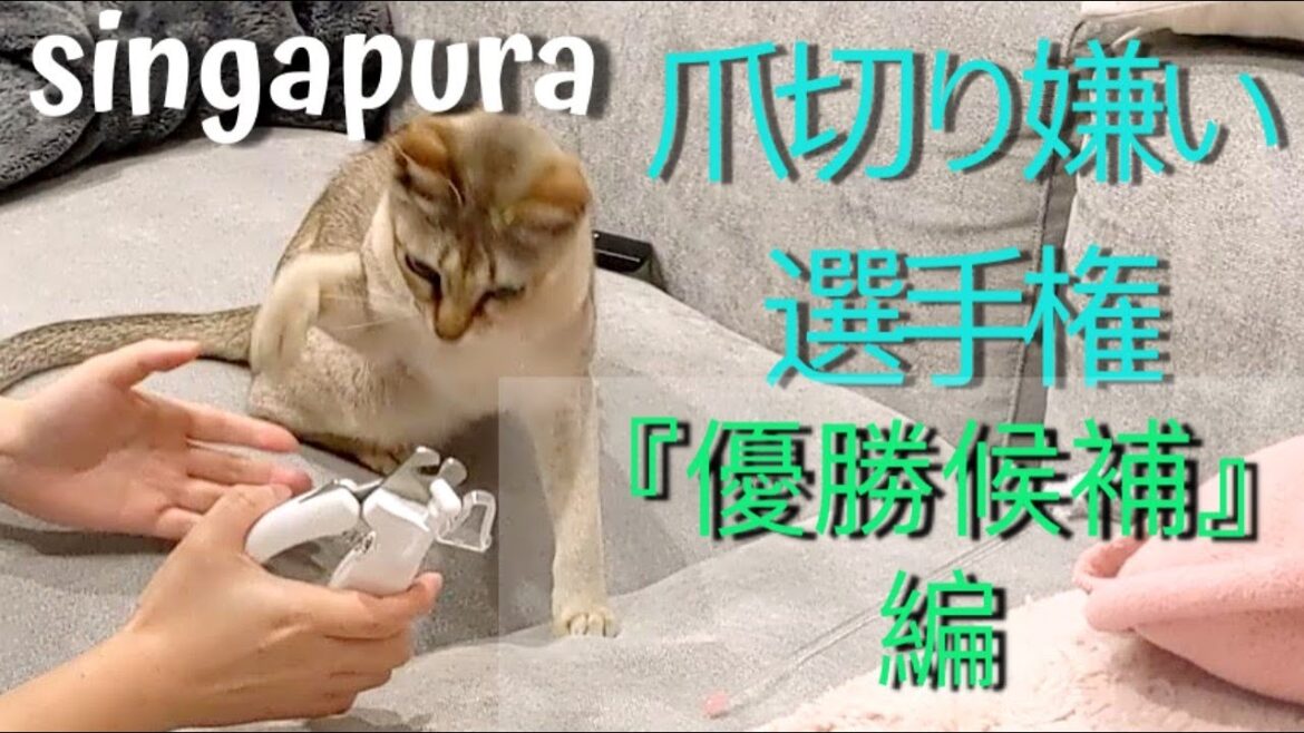 シンガプーラのプリン 爪切り嫌い選手権 優勝候補の猫 Clip a cat's nails