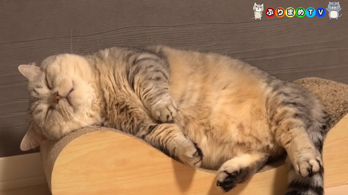 【テロップ無】でぶ猫マンチカンの詰め合わせ①巻 【テロップ無】でぶ猫マンチカンの詰め合わせ①巻