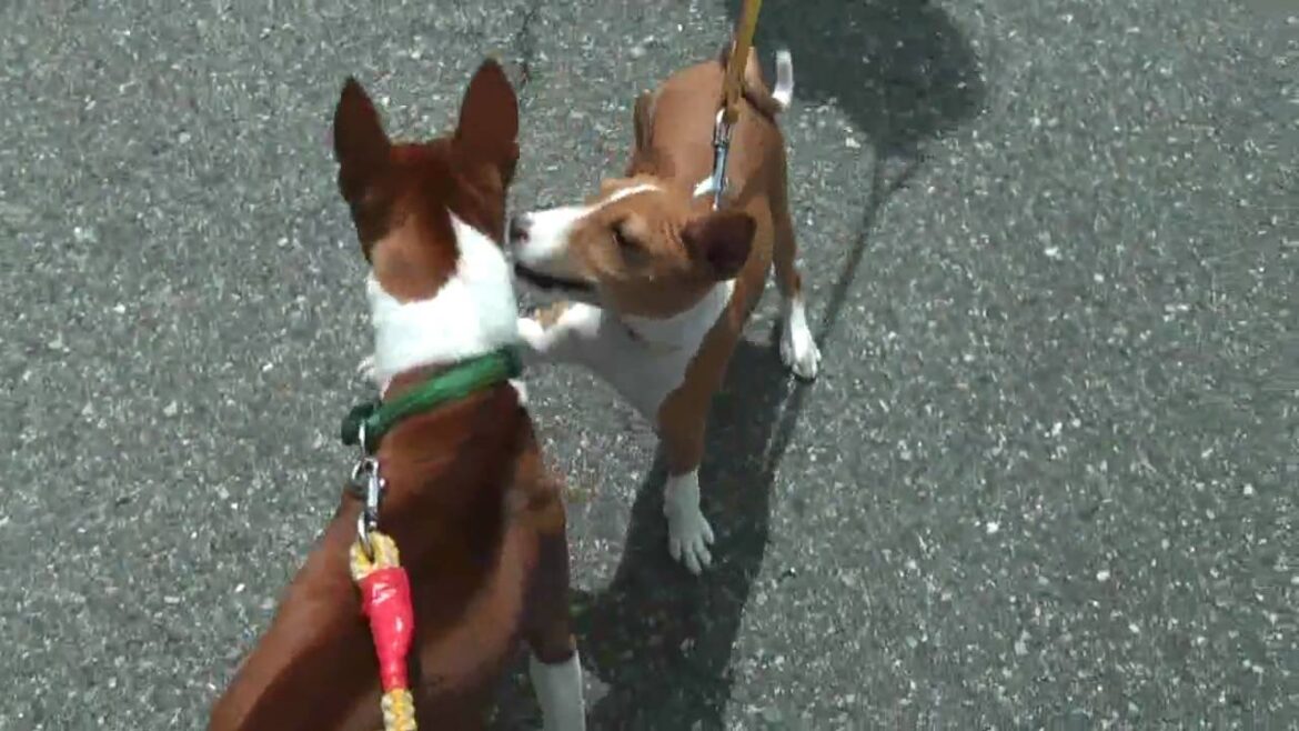 バセンジー犬、２頭と散歩 I walk with two Basenji dogs.