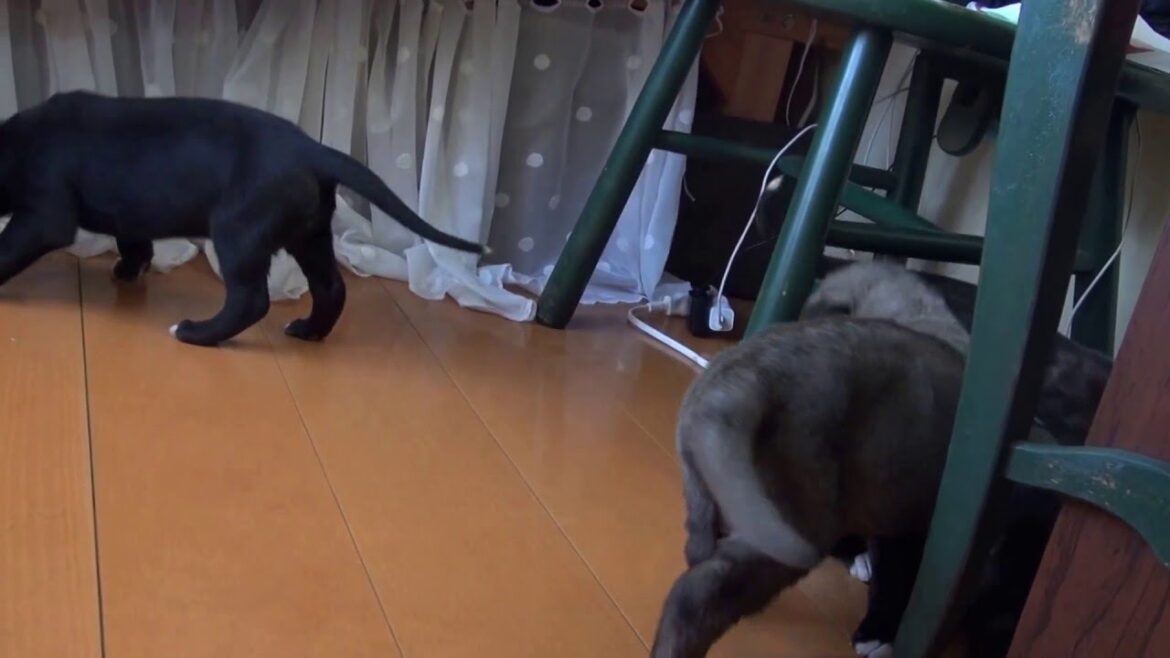アイリッシュウルフハウンドの子犬たち