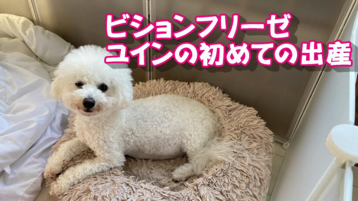ビションフリーゼ ユインの初めての出産　Bichon Frise 비숑 프리제