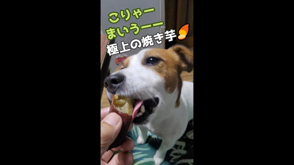 極上焼き芋🍠#ジャックラッセルテリア🐶 #shorts 極上焼き芋🍠#ジャックラッセルテリア🐶 #shorts
