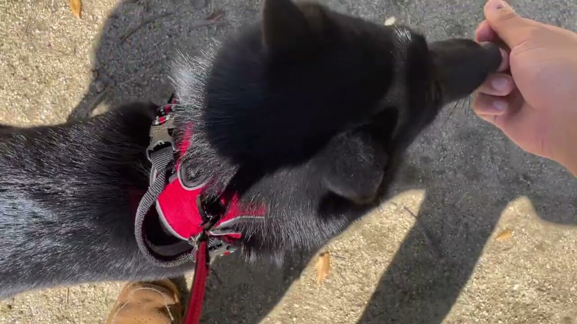 スキッパーキの”オセルくん”と”犬慣れ”の練習! スキッパーキの”オセルくん”と”犬慣れ”の練習!