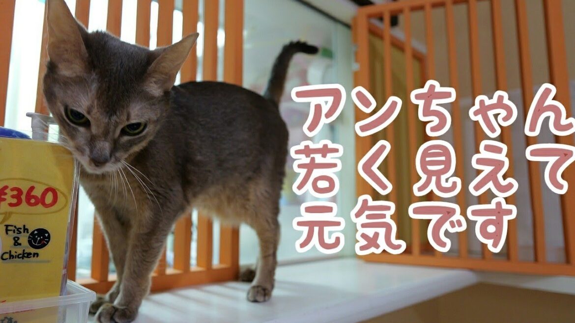 【アビシニアン】闘病中のアンちゃん元気です