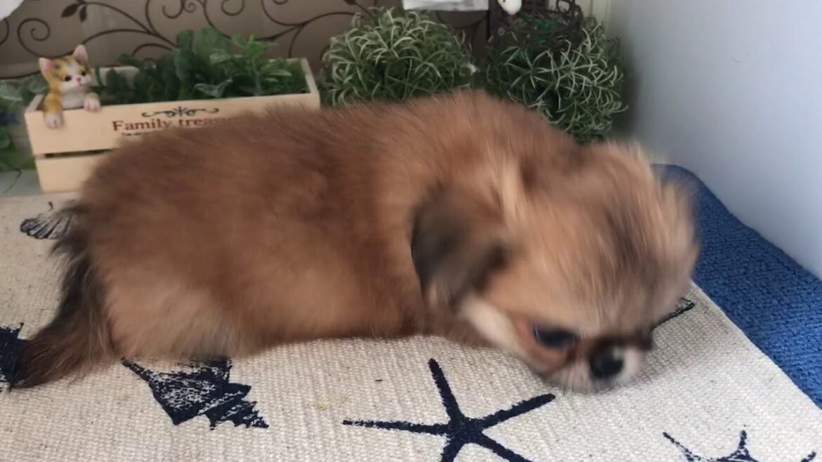 ひろbabyレッドちび♂