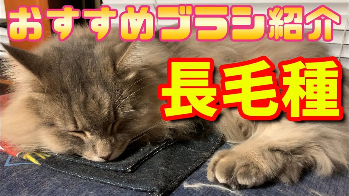 長毛種のおすすめ猫用ブラシ紹介！ ノルウェージャンフォレストキャット