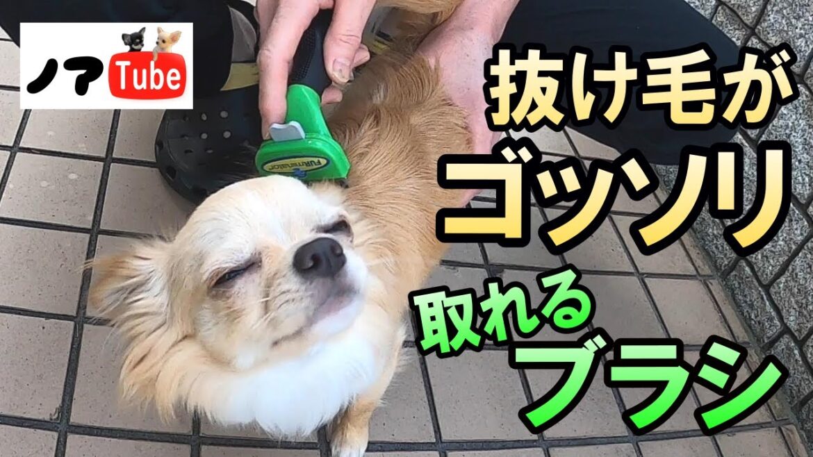 【スッキリ!】新ブラシ導入で、どのくらいチワワの抜け毛が取れるのか?試してみました/チワワのノア #149 【スッキリ!】新ブラシ導入で、どのくらいチワワの抜け毛が取れるのか?試してみました/チワワのノア #149