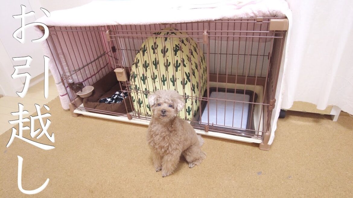 愛犬が引っ越しました！【トイプードル】