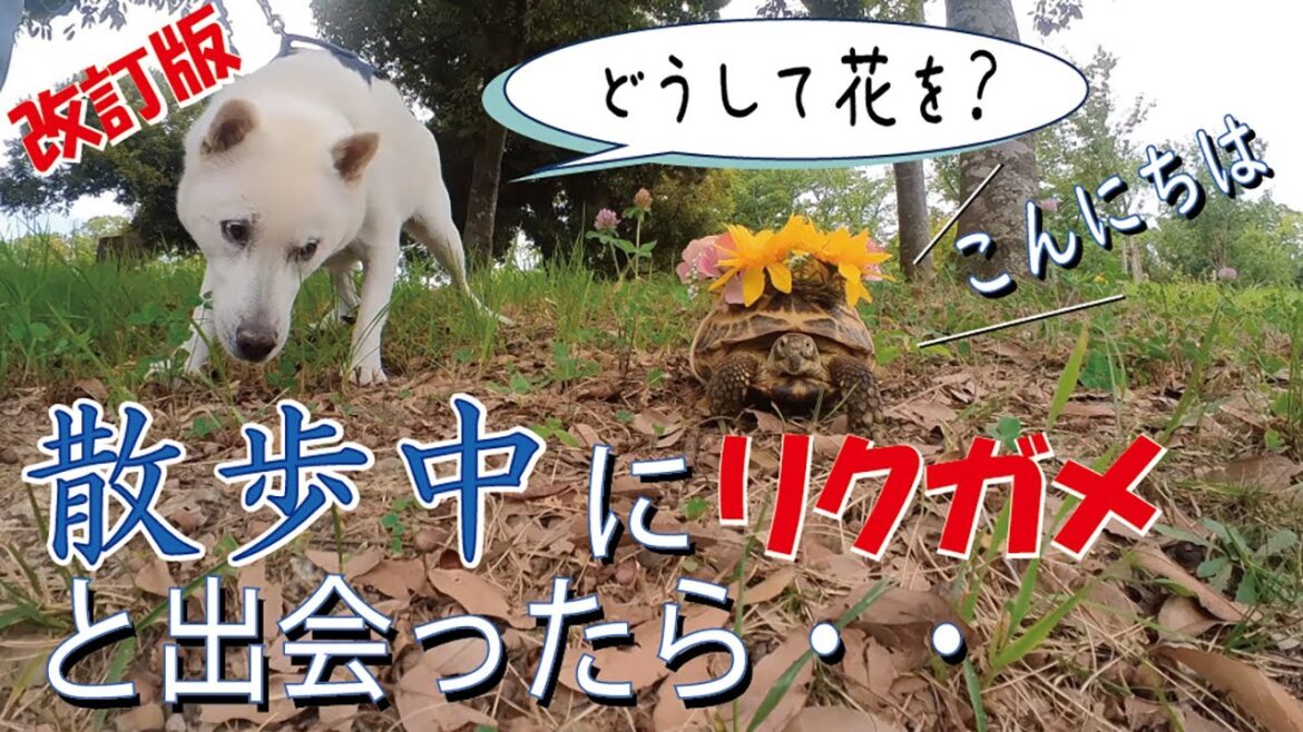 【第29回】初めてリクガメを見た紀州犬の反応。