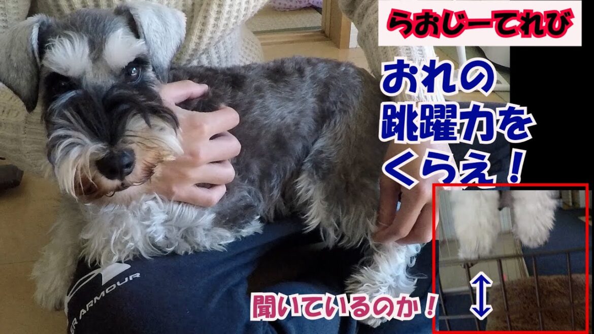 【ミニチュアシュナウザーの注意点】ツンデレな性格 らおじーてれび