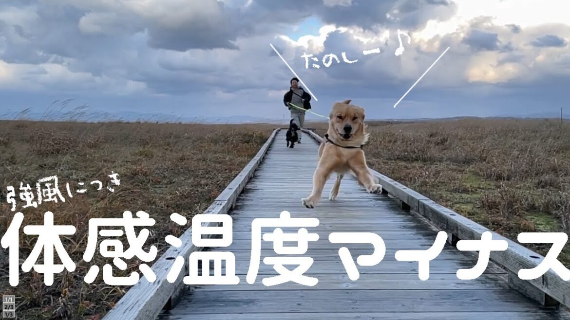 どんな悪天候でも楽しめるゴールデンレトリバー