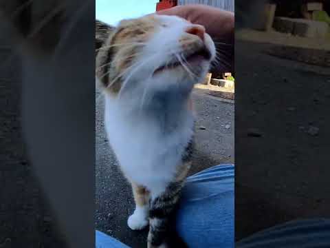 日本猫歩き猫島編。猫島で歓迎してくれる猫r#Shorts【野良猫】【感動猫】 日本猫歩き猫島編。猫島で歓迎してくれる猫r#Shorts【野良猫】【感動猫】