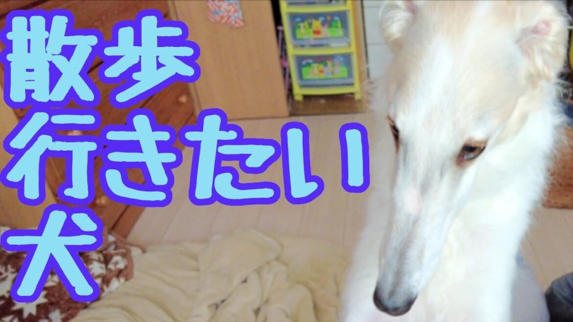 【ボルゾイ】散歩に行くか？と聞かれ可愛い反応の大型犬【超大型犬】