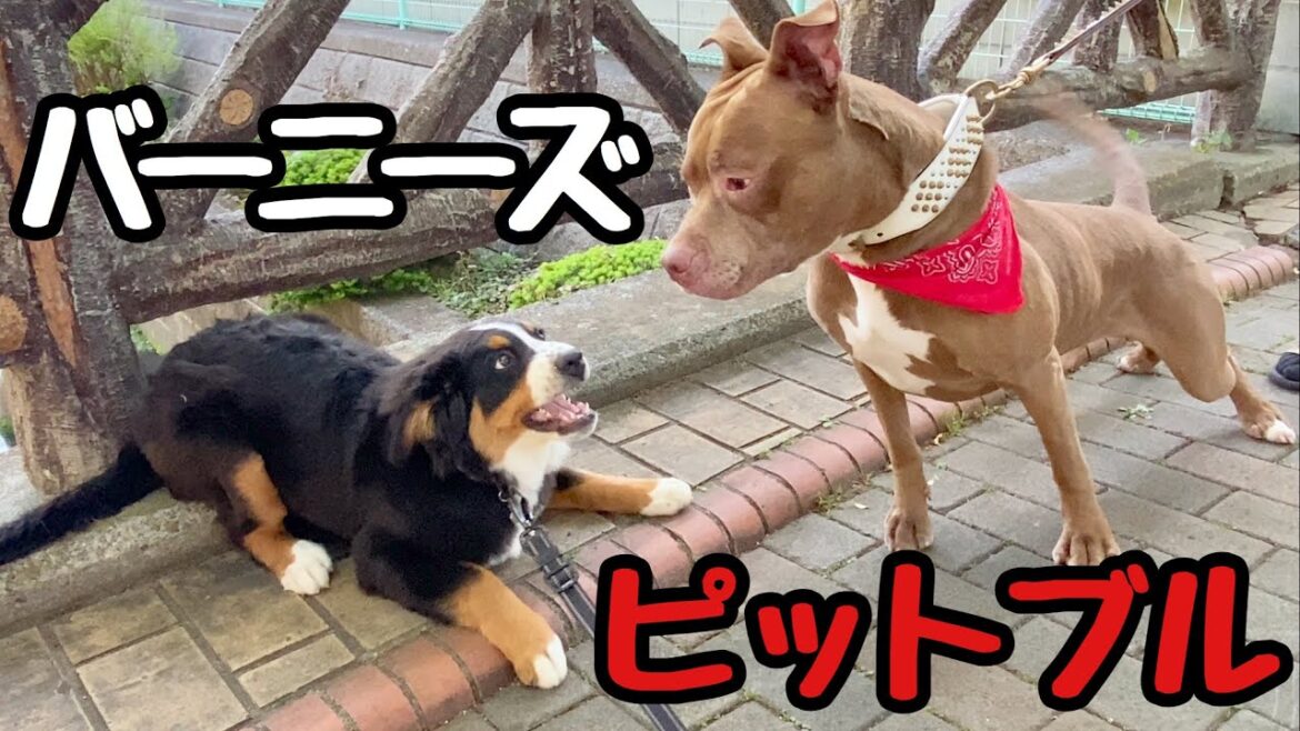 散歩中にピットブル他ワンちゃん大集合！バーニーズマウンテンドッグ【子犬】4ヶ月