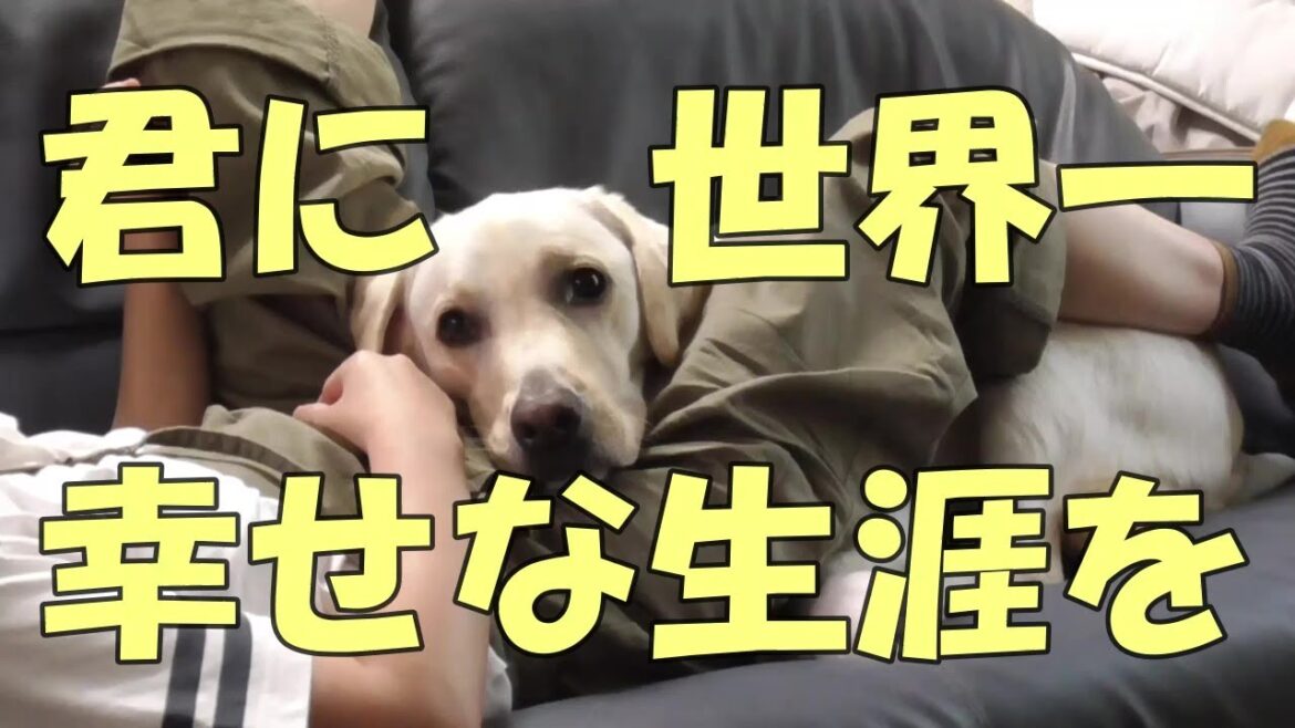 君に世界一幸せな生涯を【ラブラドールレトリーバーのニホ㊳】