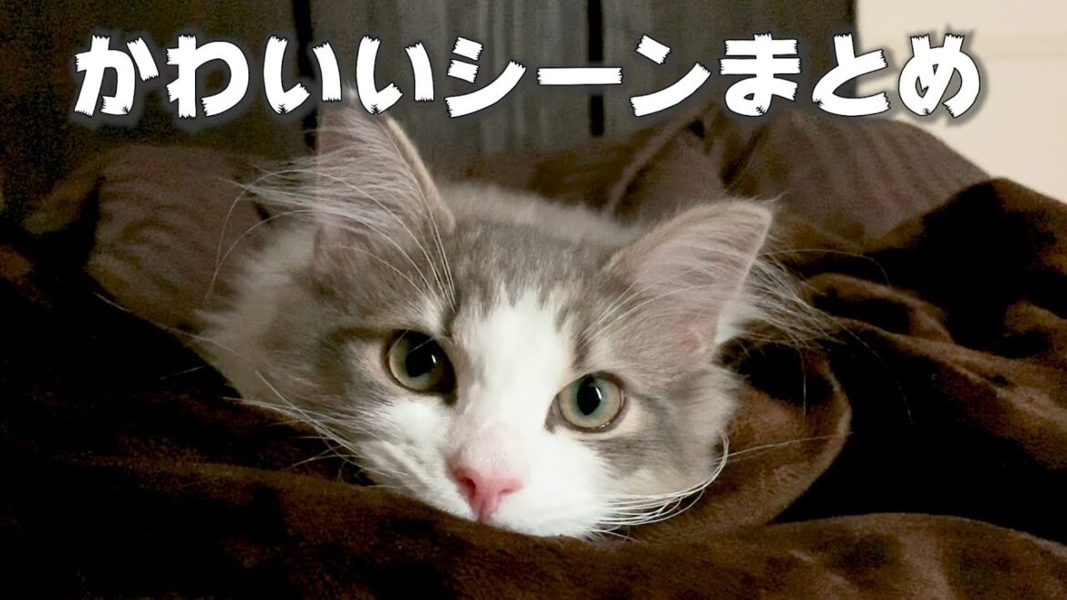 可愛いところまとめ！【ノルウェージャンフォレストキャット 】