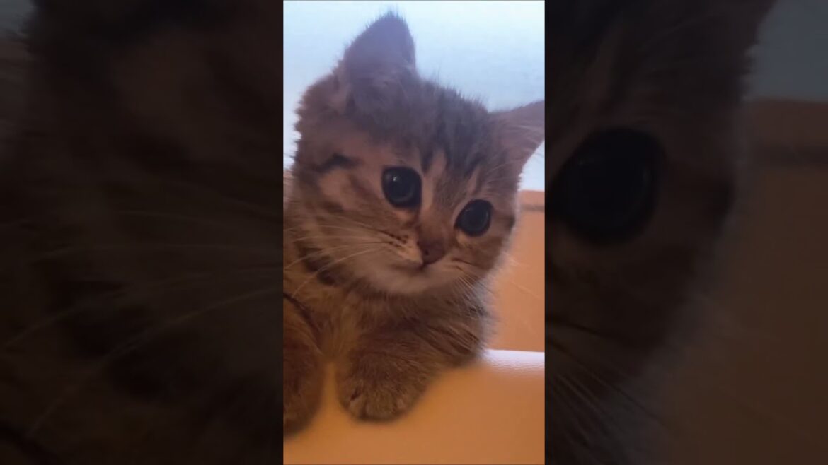 Cute Cats I found on internet part #16  #cat #kitten #cats #trendingshorts #shorts #kitty #funnycat