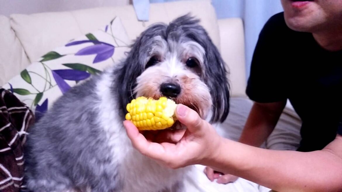 小梅　トウモロコシを食べる