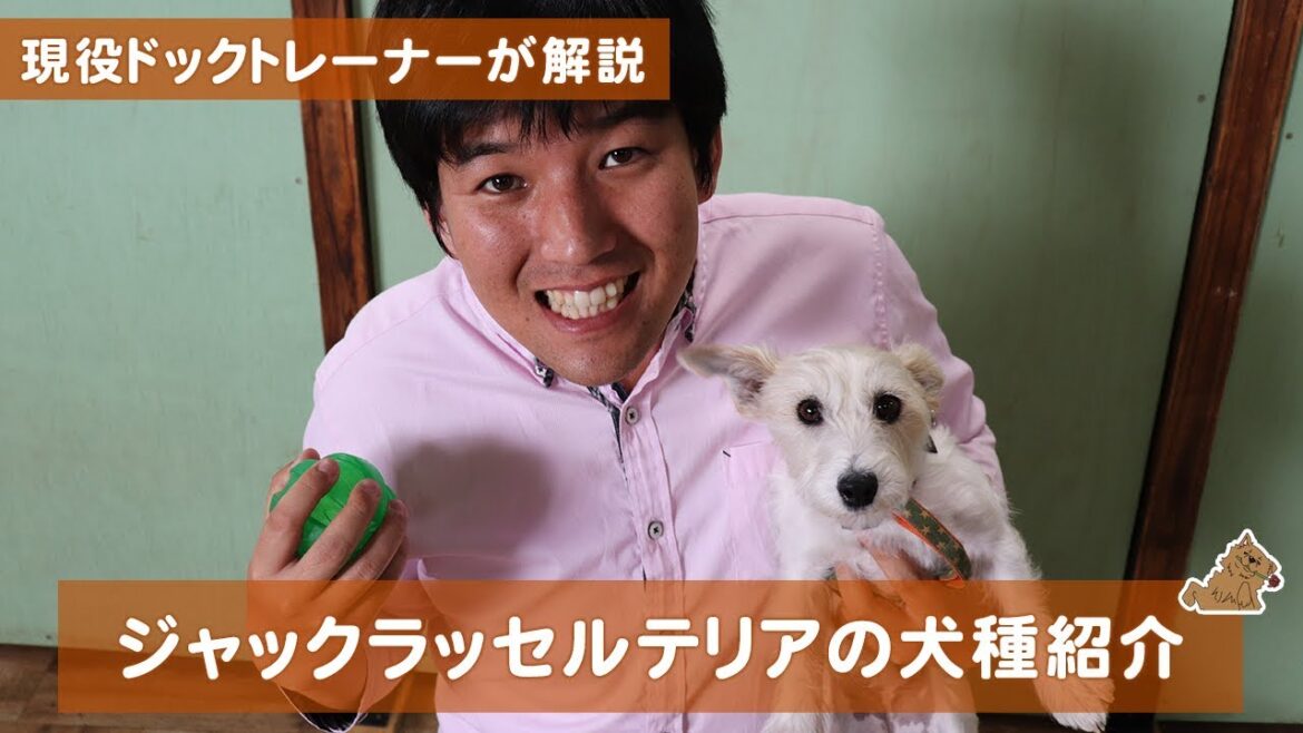 動きがかわいくてすごく優秀なジャックラッセルテリアの話 どんな犬?飼い方?特徴は?現役ドックトレーナーの犬種紹介( Jack Russell Terrier) 動きがかわいくてすごく優秀なジャックラッセルテリアの話 どんな犬?飼い方?特徴は?現役ドックトレーナーの犬種紹介( Jack Russell Terrier)