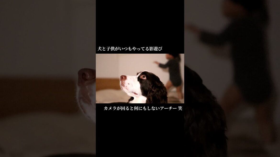 イングリッシュスプリンガースパニエルの影遊び