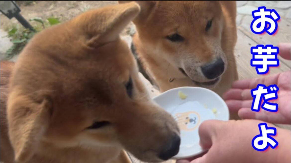 柴犬達に初めてのお芋を与えました！