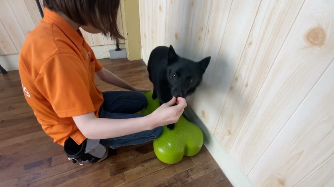 スキッパーキの”オセルくん”と”バランスボール”に挑戦！