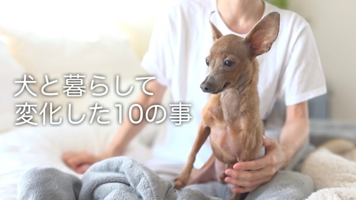 【犬を飼うという事】独身女が子鹿犬と暮らして変化した10の事【ミニピン／元保護犬】