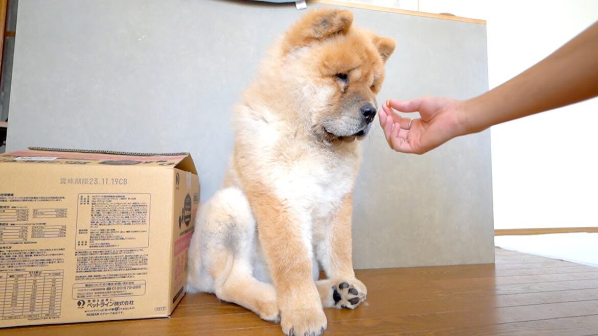 待てをするたびに少しずつ後ろに下がって追い詰められていくチャウチャウ犬