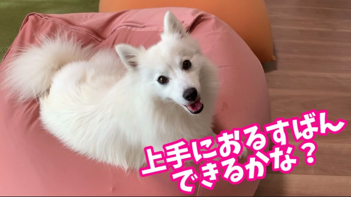 はじめてケージの外でお留守番をする日本スピッツちぃ。