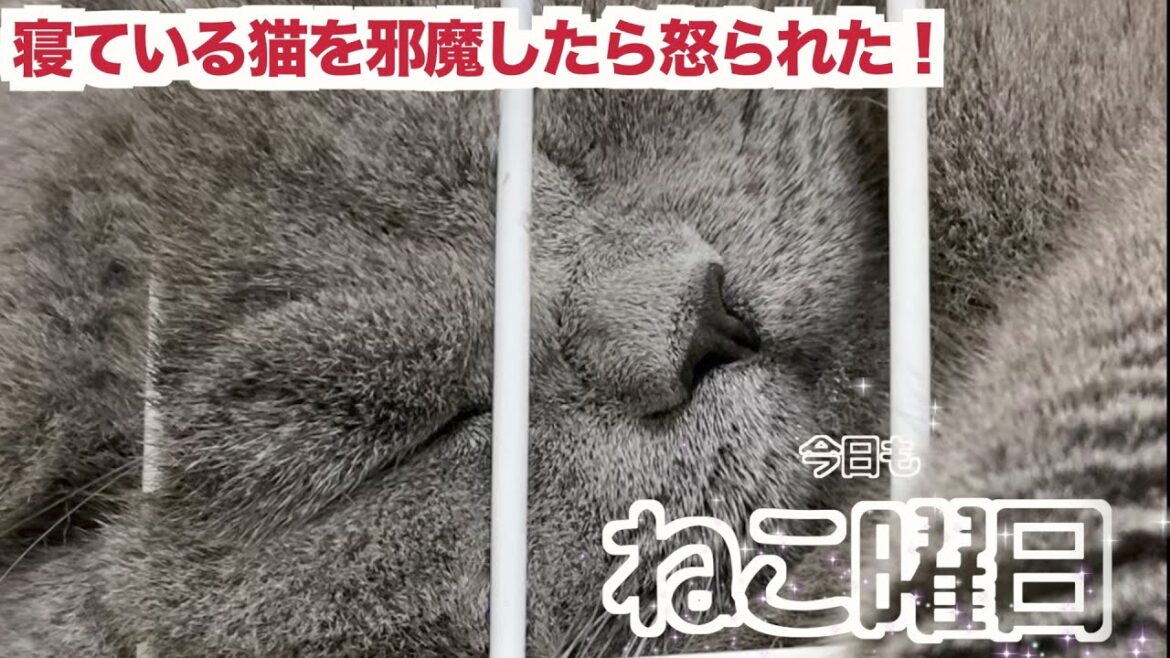 寝てるねこを起こしたら怒られた!?【ブリティッシュショートヘア】