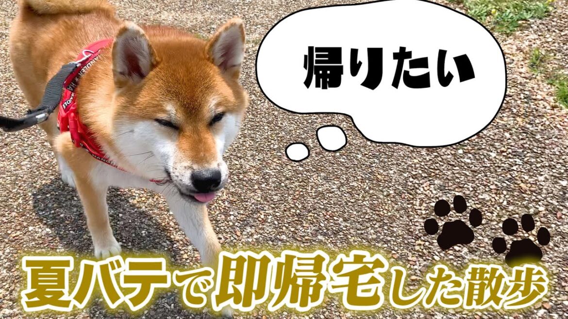 6月に夏バテした柴犬コマちゃんとのお散歩ルーティーン【和風総分家】