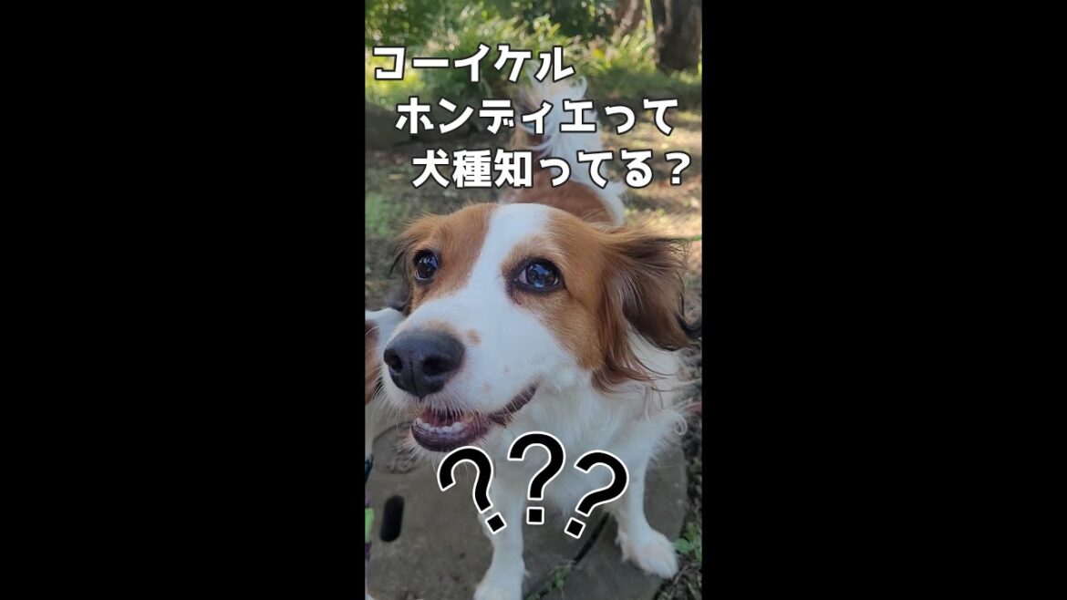 【コーイケルホンディエ】お友達のライムくん　#ジャックラッセルテリア🐶 #shorts