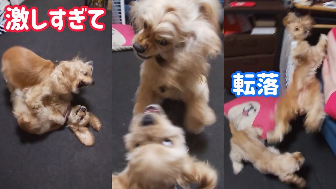 犬の激しい親子喧嘩、アメリカンコッカースパニエル