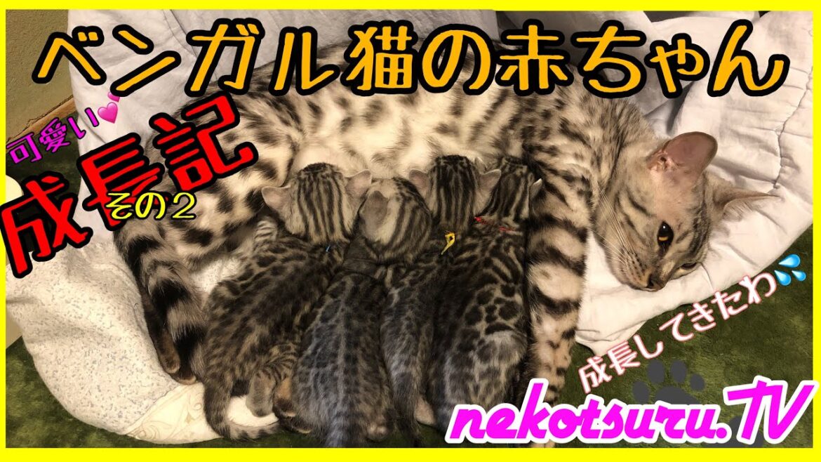【最新】可愛いベンガル猫の赤ちゃん4匹に癒される 子猫成長記その2 出産後の母の様子！Kitten growth record. 【ねこつる】