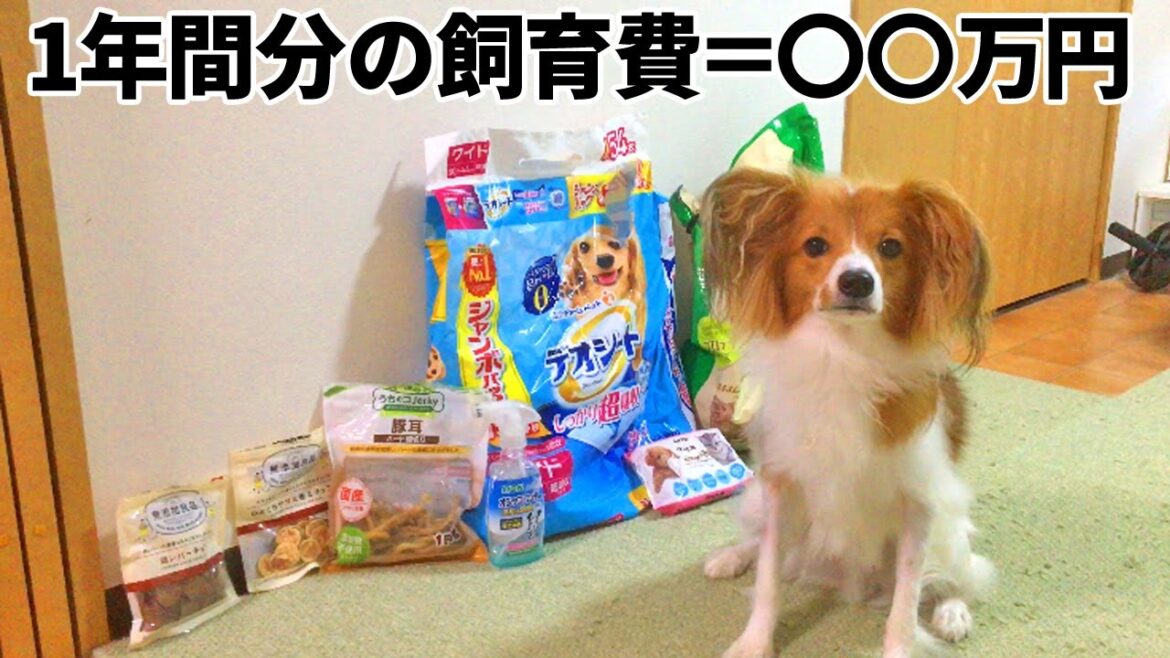 1年間の飼育費を計算してみた！【パピヨン】