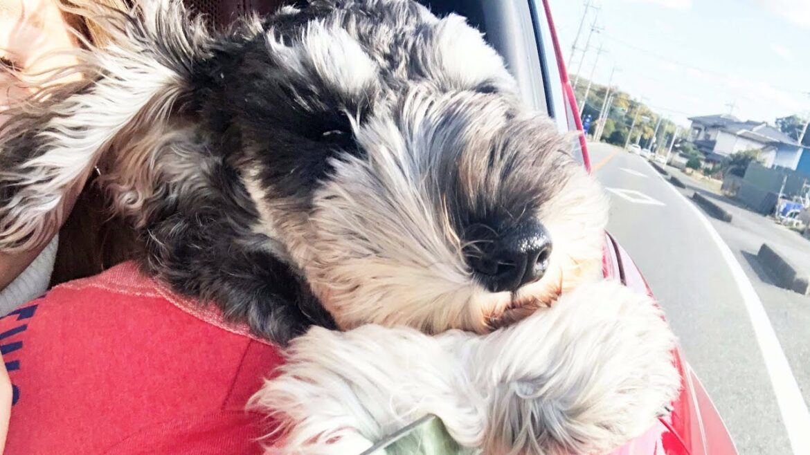犬と泊まれる宿に旅行したら感動した【ミニチュアシュナウザー】
