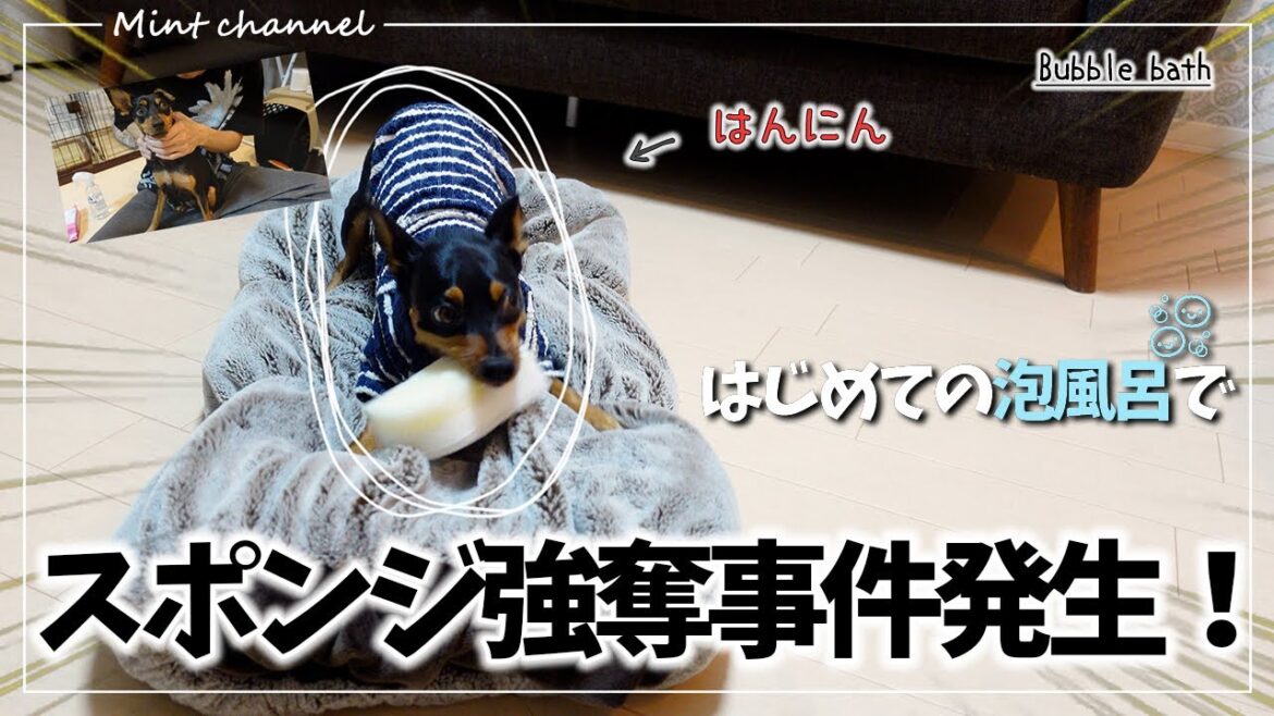 はじめての泡風呂…のはずだよね?w【ミニチュアピンシャー】【ミニピン】【ペット】【犬】 はじめての泡風呂…のはずだよね?w【ミニチュアピンシャー】【ミニピン】【ペット】【犬】