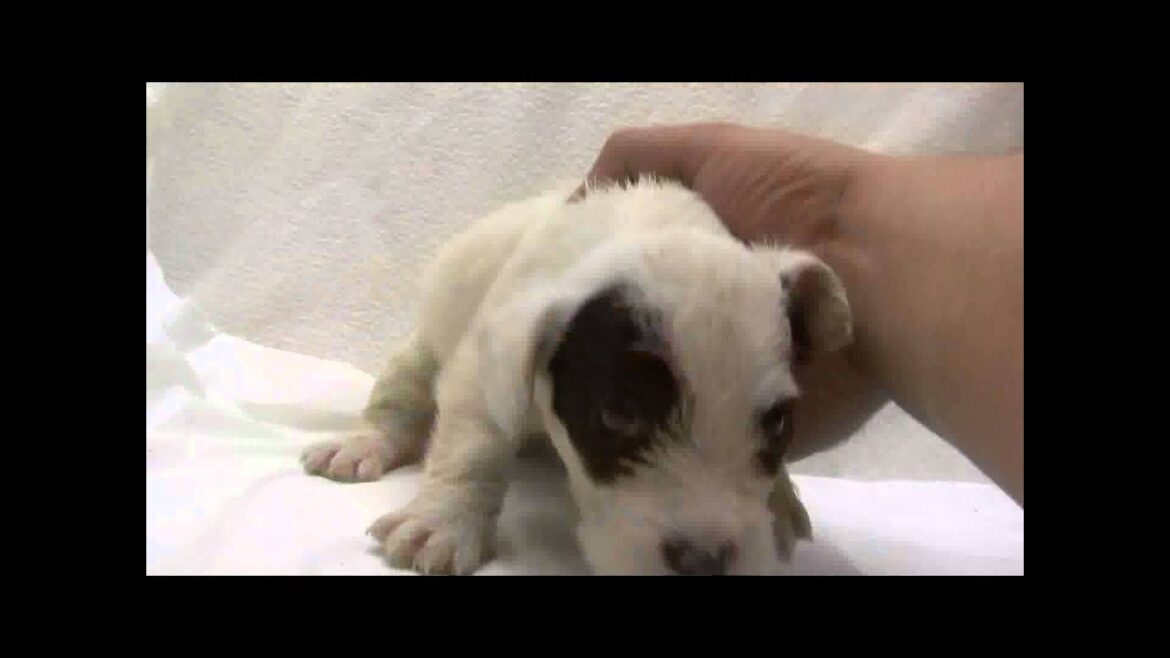 シーリハムテリアの子犬