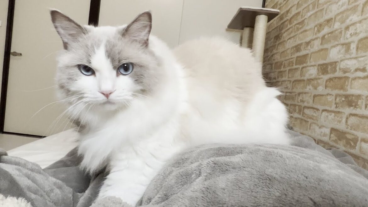 寒くなるとベッドを占領してくるラグドール猫…!添い寝しているときに名前を呼んでみたら鳴き声がかわいすぎた 寒くなるとベッドを占領してくるラグドール猫…!添い寝しているときに名前を呼んでみたら鳴き声がかわいすぎた