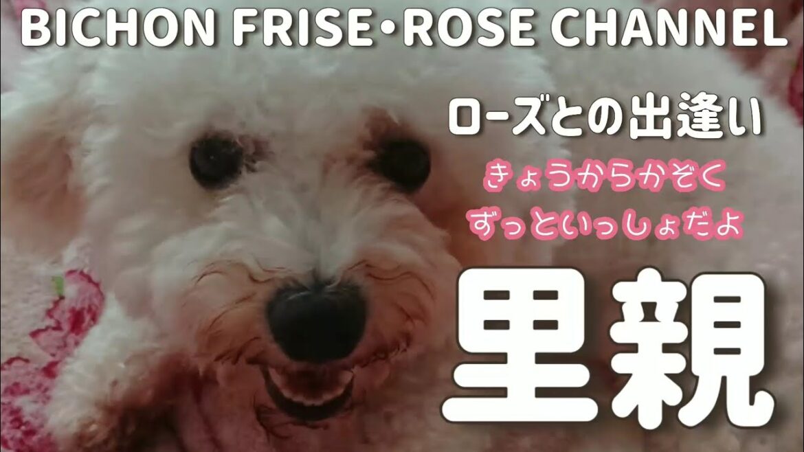 🌹【犬の里親】ビションフリーゼの里親になりました！犬の里親になるまでとその後の記録