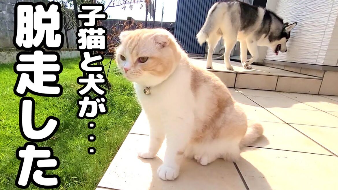 子猫とハスキー犬達が脱走しました...