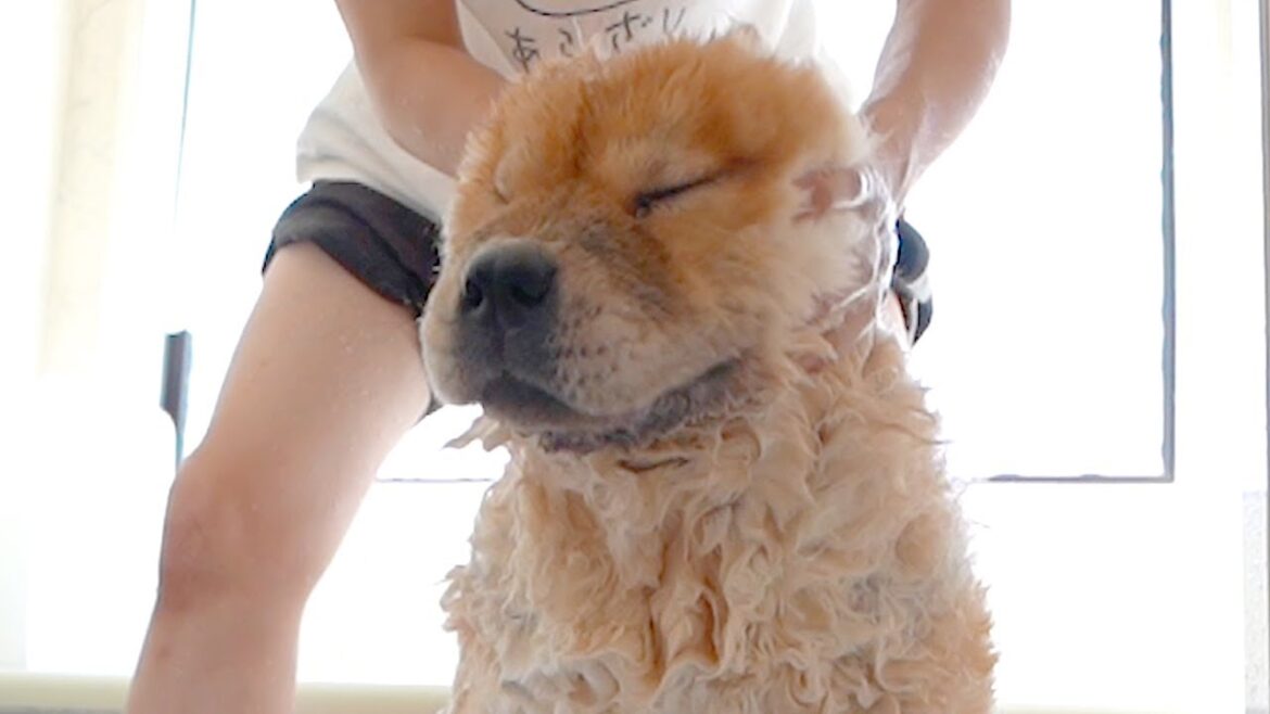 おとなしく洗われるチャウチャウ犬 おとなしく洗われるチャウチャウ犬