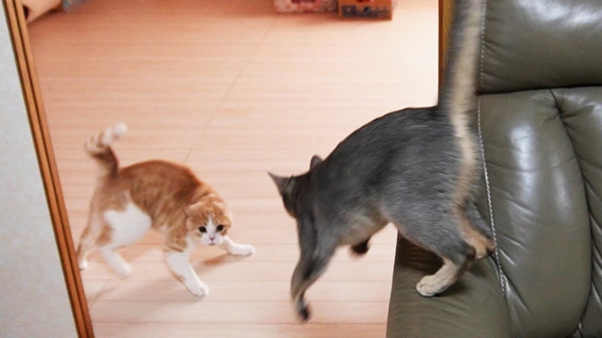 こんな時だけママを利用する猫【スコティッシュフォールド】【アビシニアン】