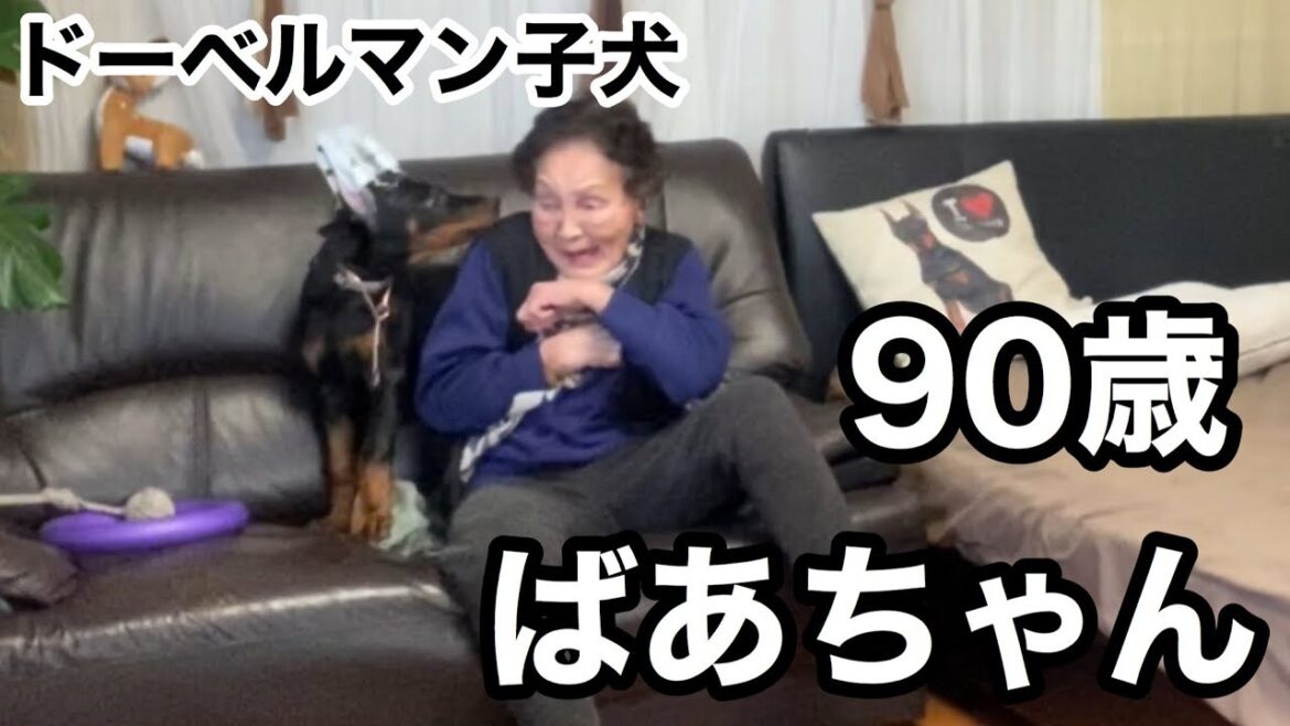 90歳おばあちゃんにドーベルマン子犬を会わせてみた【Doberman】