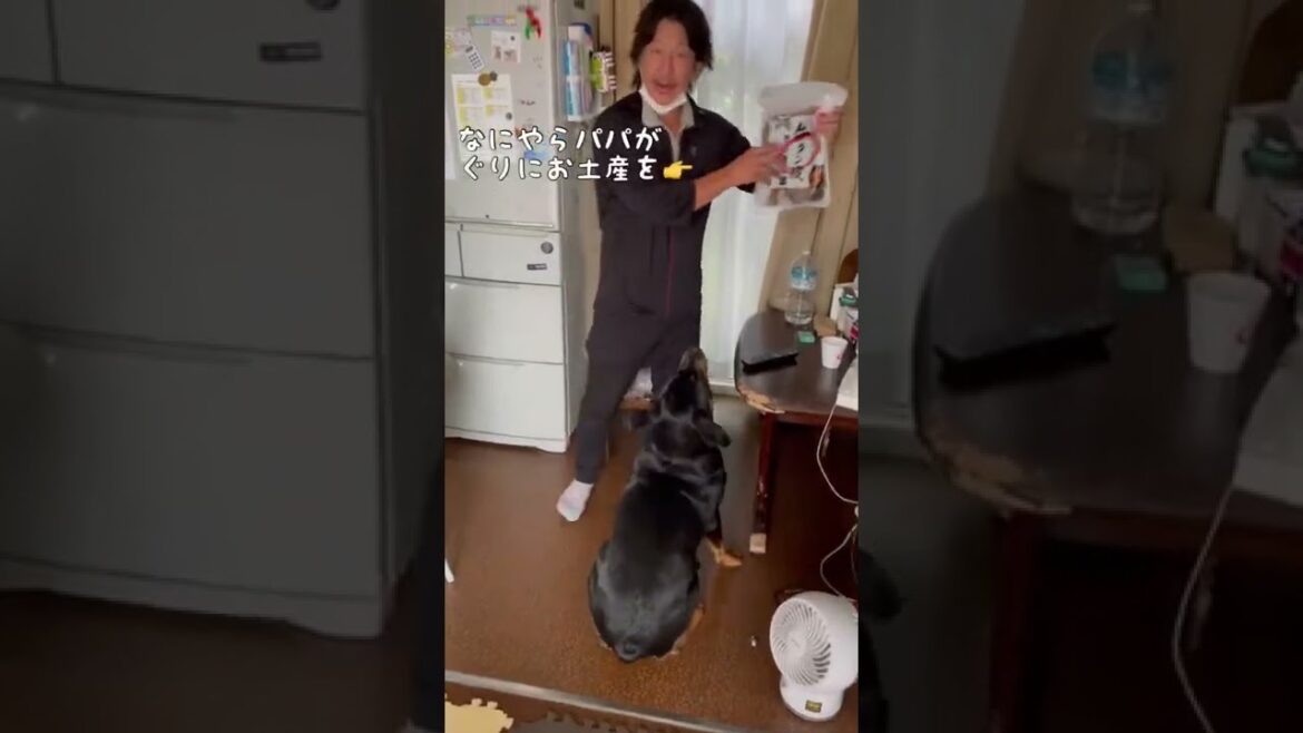 【大型犬】どでかい牛タンをロットワイラーにあげてみた #shorts