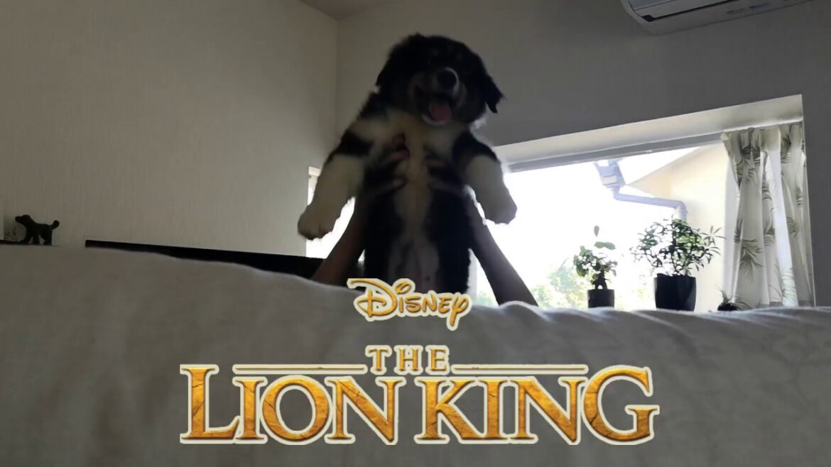 飛鳥ダンススクールの看板犬 オリバー/オーストラリアンシェパード