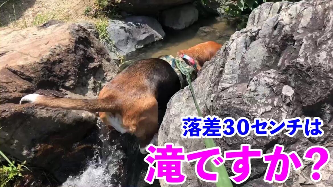 バセットハウンドの魅力。その３。短足でも滝を登る。