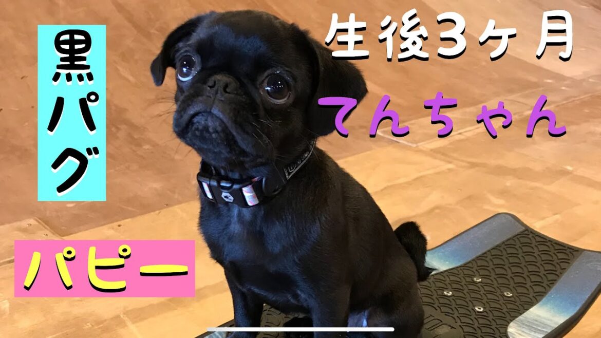 【黒パグ 赤ちゃん】 パピー時代のテンソン 人が大好きな黒パグてんチャンネル テンソン 【黒パグ 赤ちゃん】 パピー時代のテンソン 人が大好きな黒パグてんチャンネル テンソン